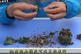 僧侣之夜类似,园艺植物，繁殖技巧，扩大花园！