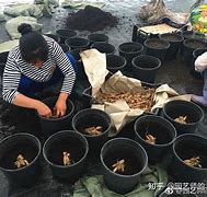 僧侣之夜类似,园艺植物，繁殖技巧，扩大花园！
