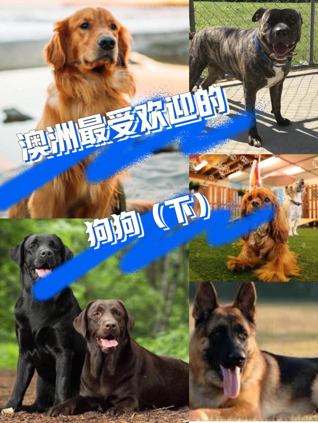 怎么进入狗狗的身体甲,健康生活，方式分享，拥抱健康！
